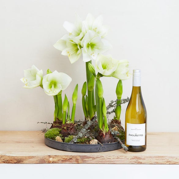 Amaryllis dekoration med Les Amourettes, Sauvignon Blanc
